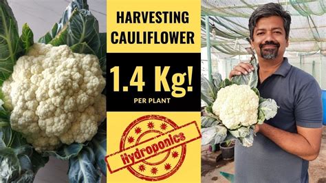 Therefore, it tends to be grown in the spring and fall, when temperatures are cooler in USDA hardiness zones 2-11. . Cauliflower hydraulics